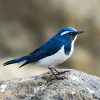 Ultramarine Flycatcher